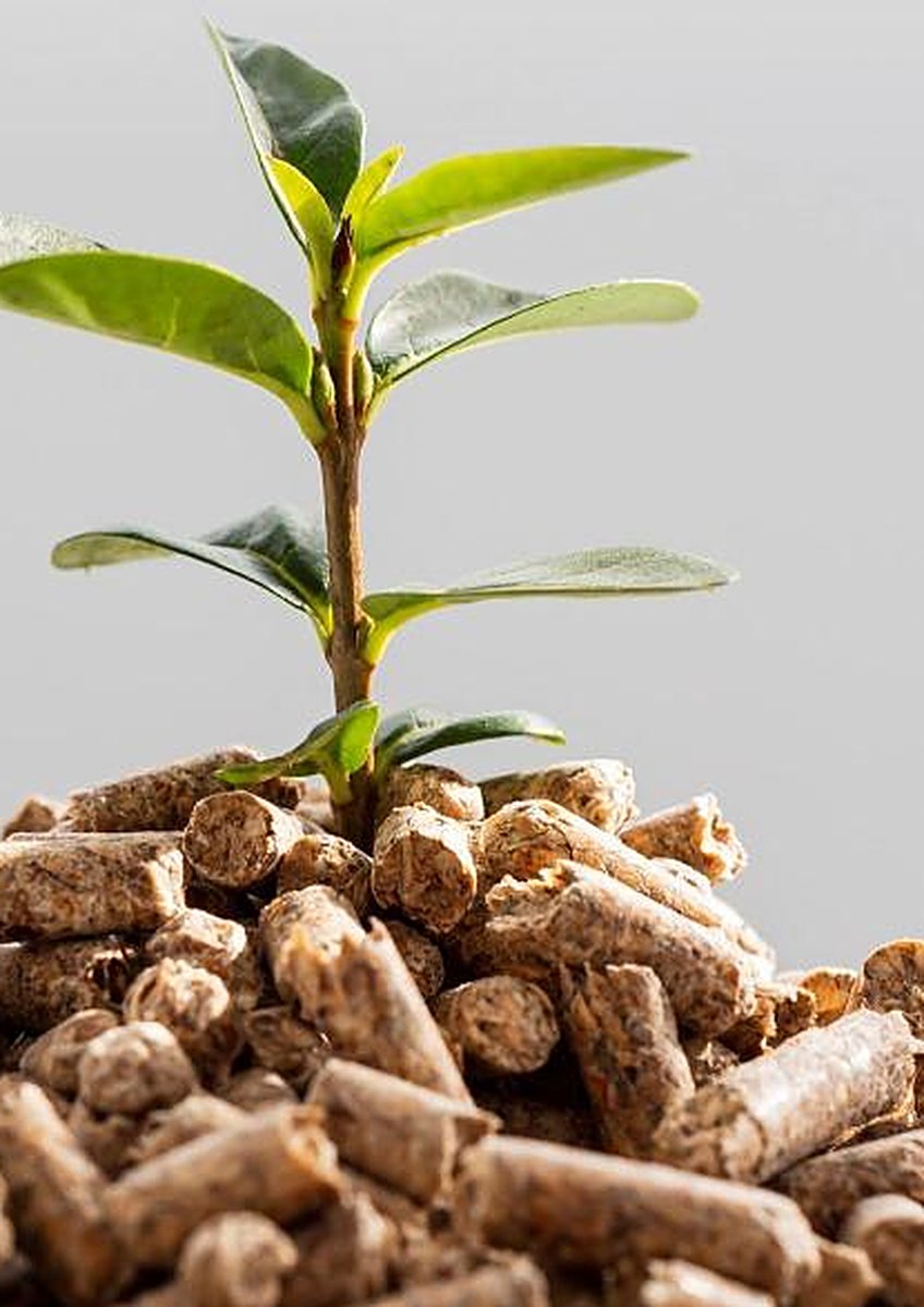 A sapling growing out of biomass